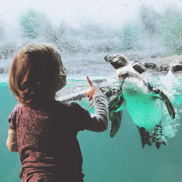 Et barn ser på pingviner i akvarium